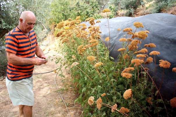 Yarrow has many uses. Here it protects young vegetables from the burning sun